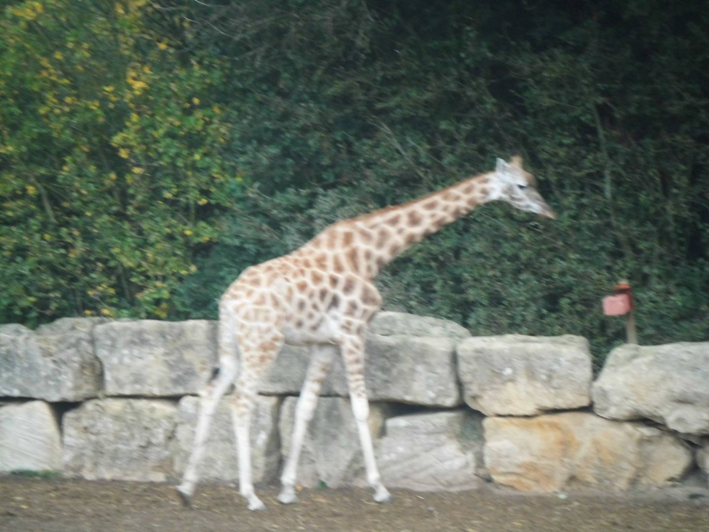 Giraffes
