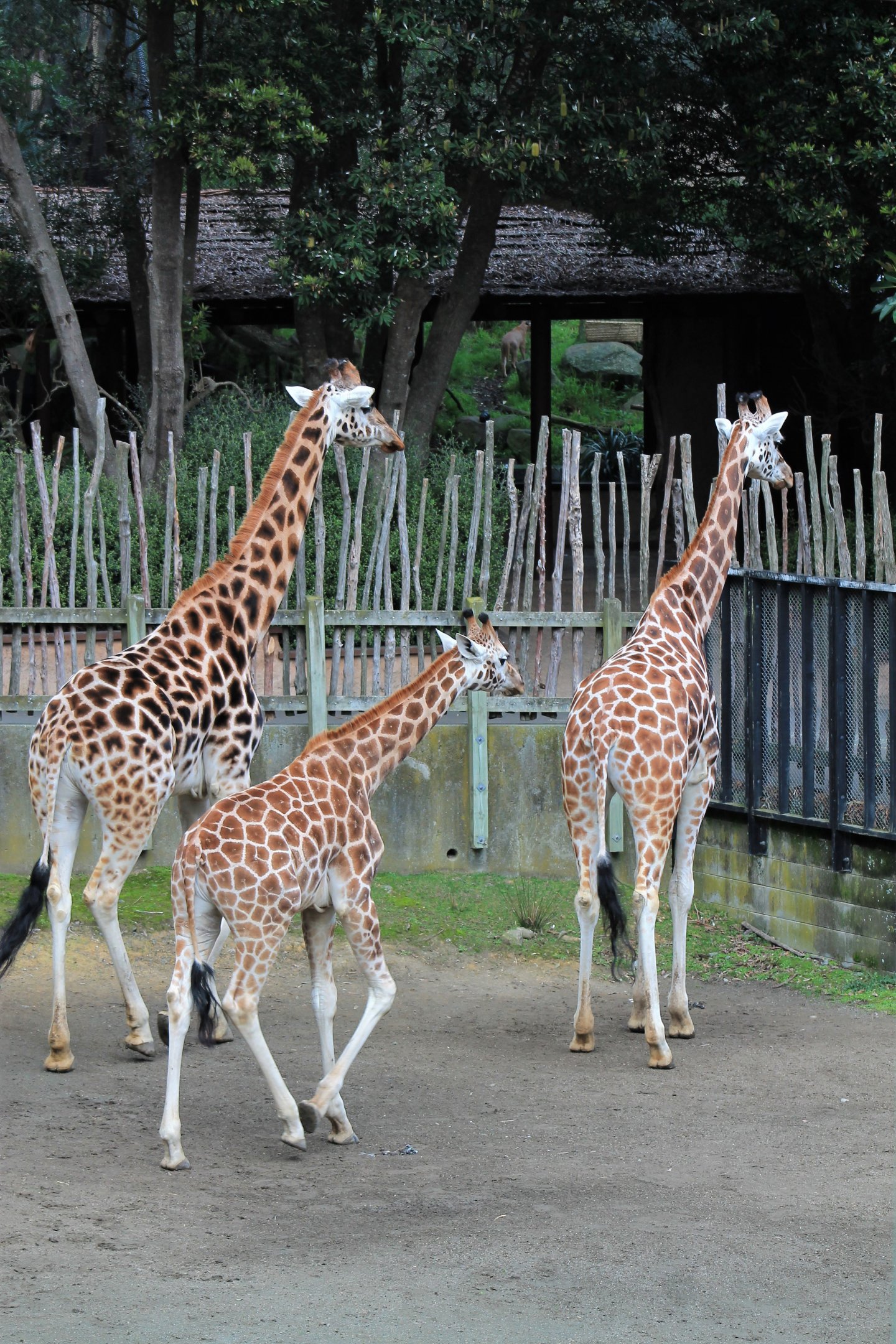 Giraffes