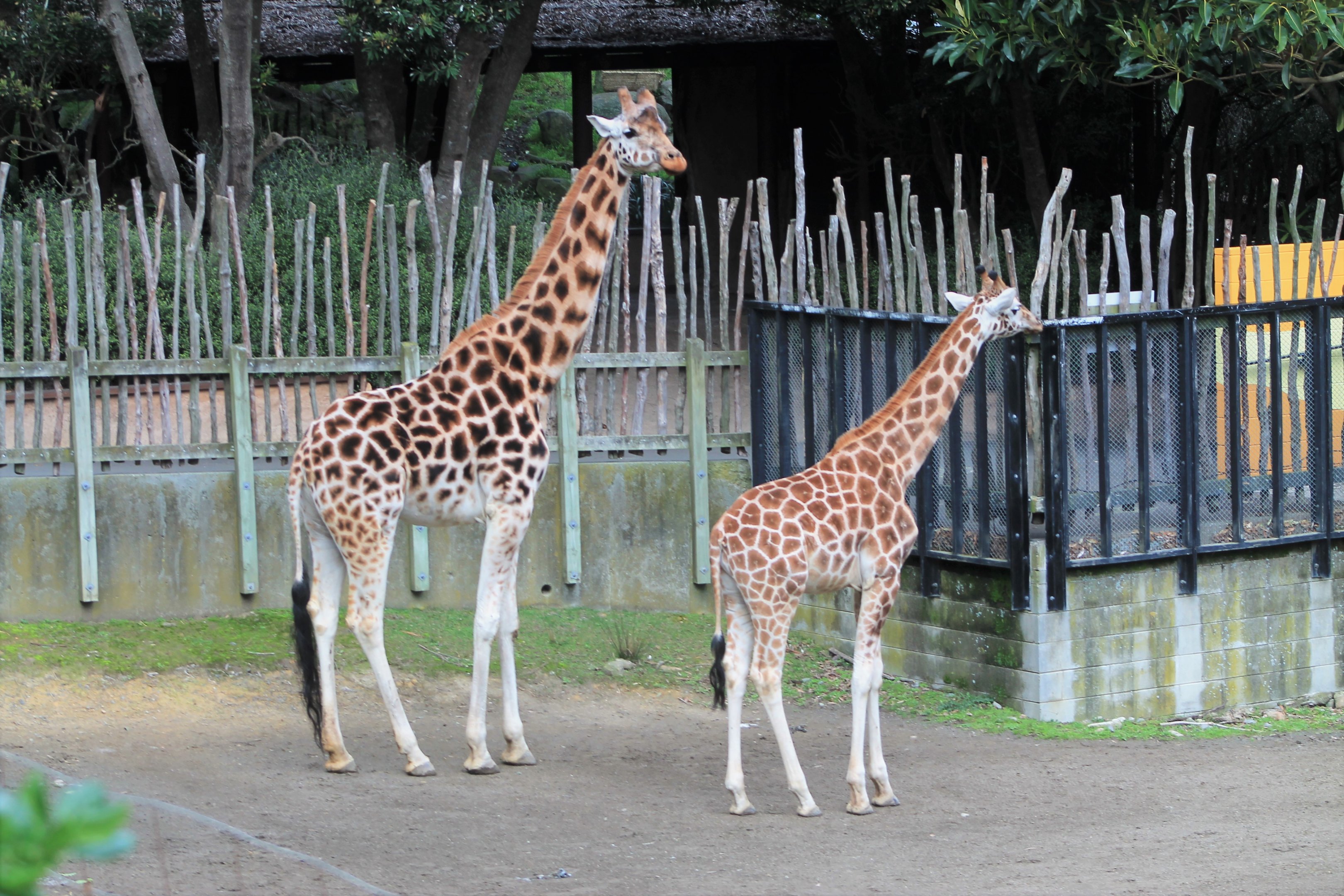 Giraffes