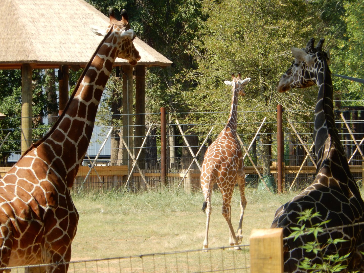 Giraffes