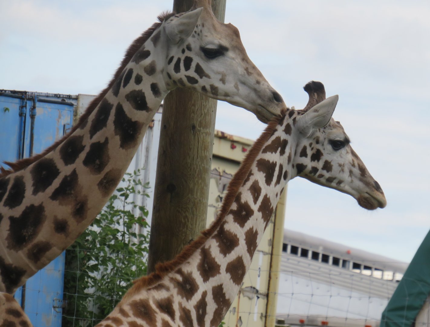 Giraffes