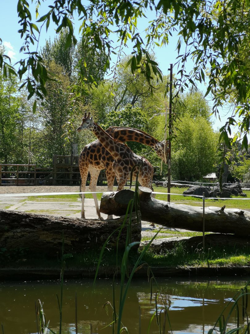Giraffes