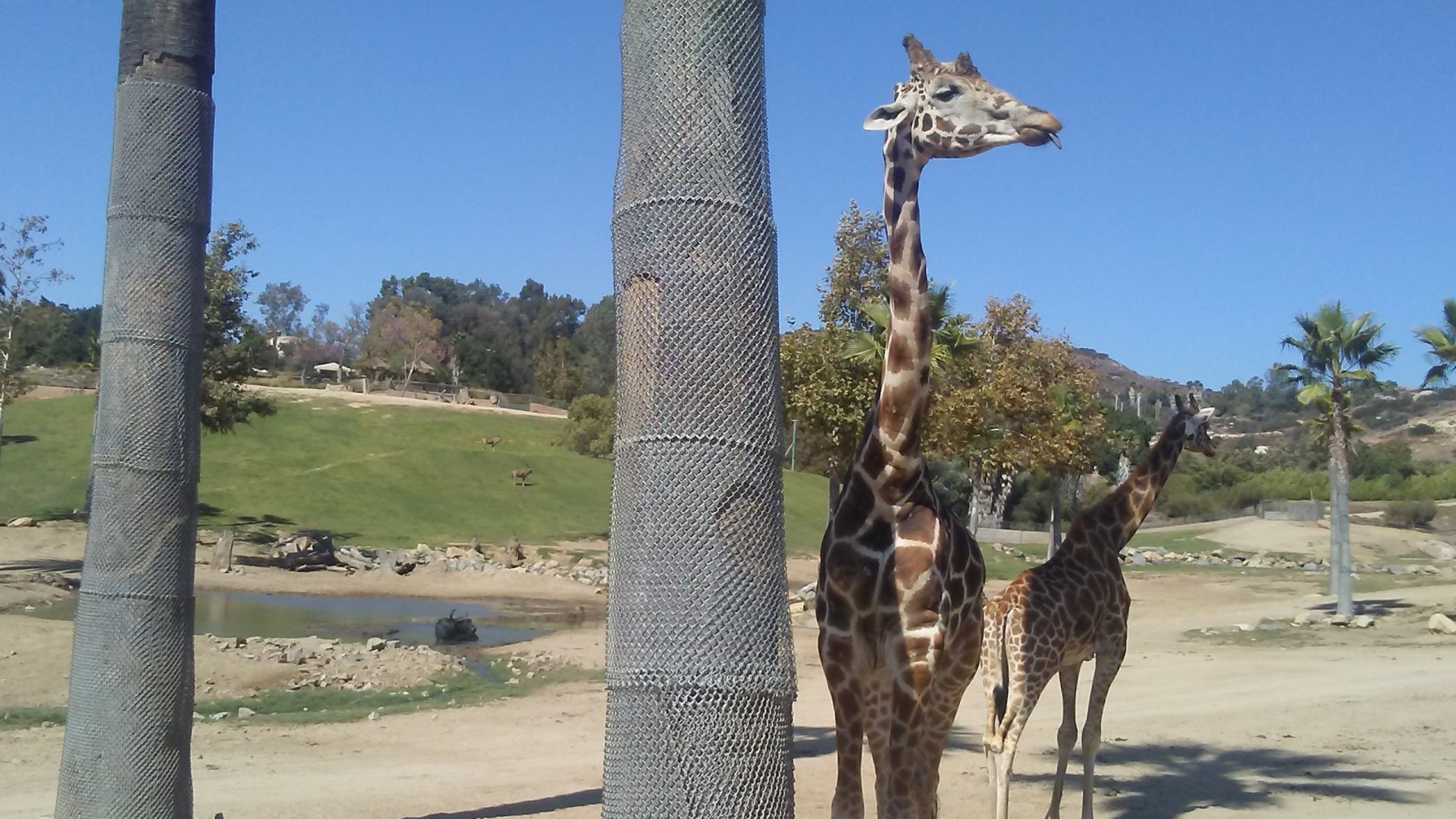 Giraffes