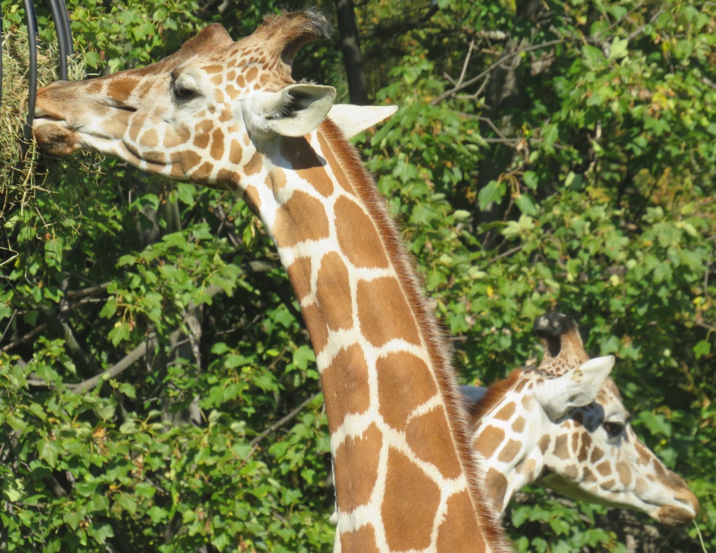 Giraffes