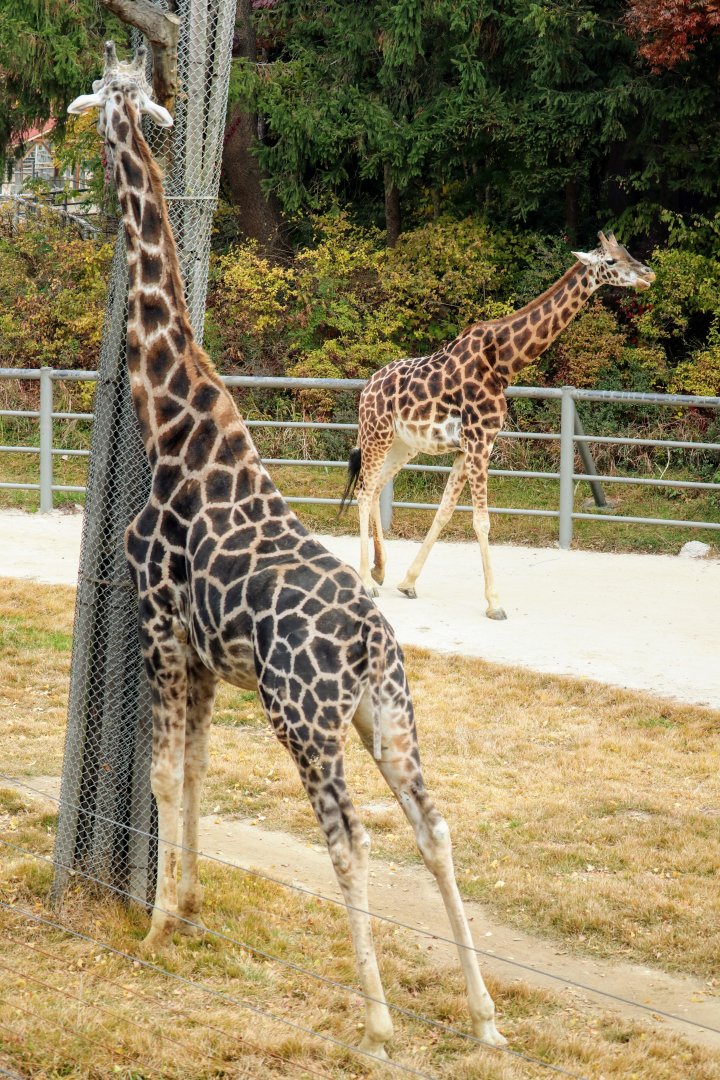Giraffes