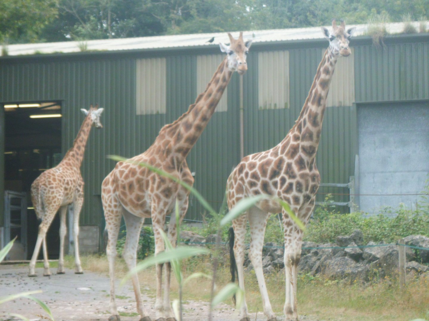 Giraffes
