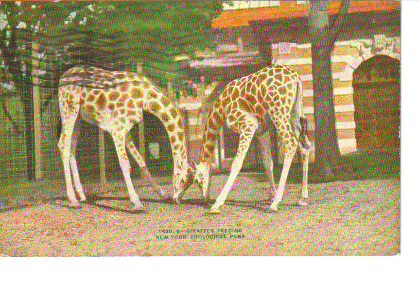 Giraffes