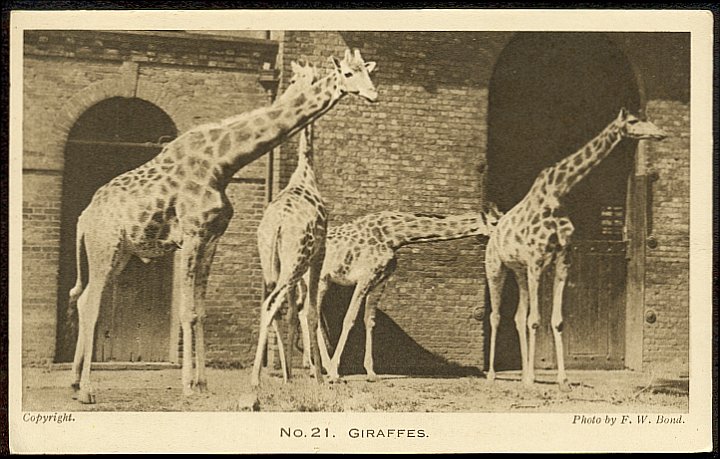 Giraffes