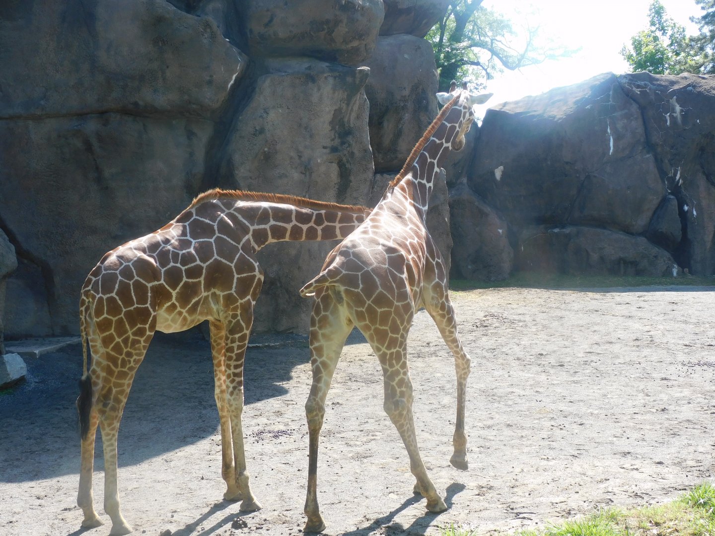 Giraffes