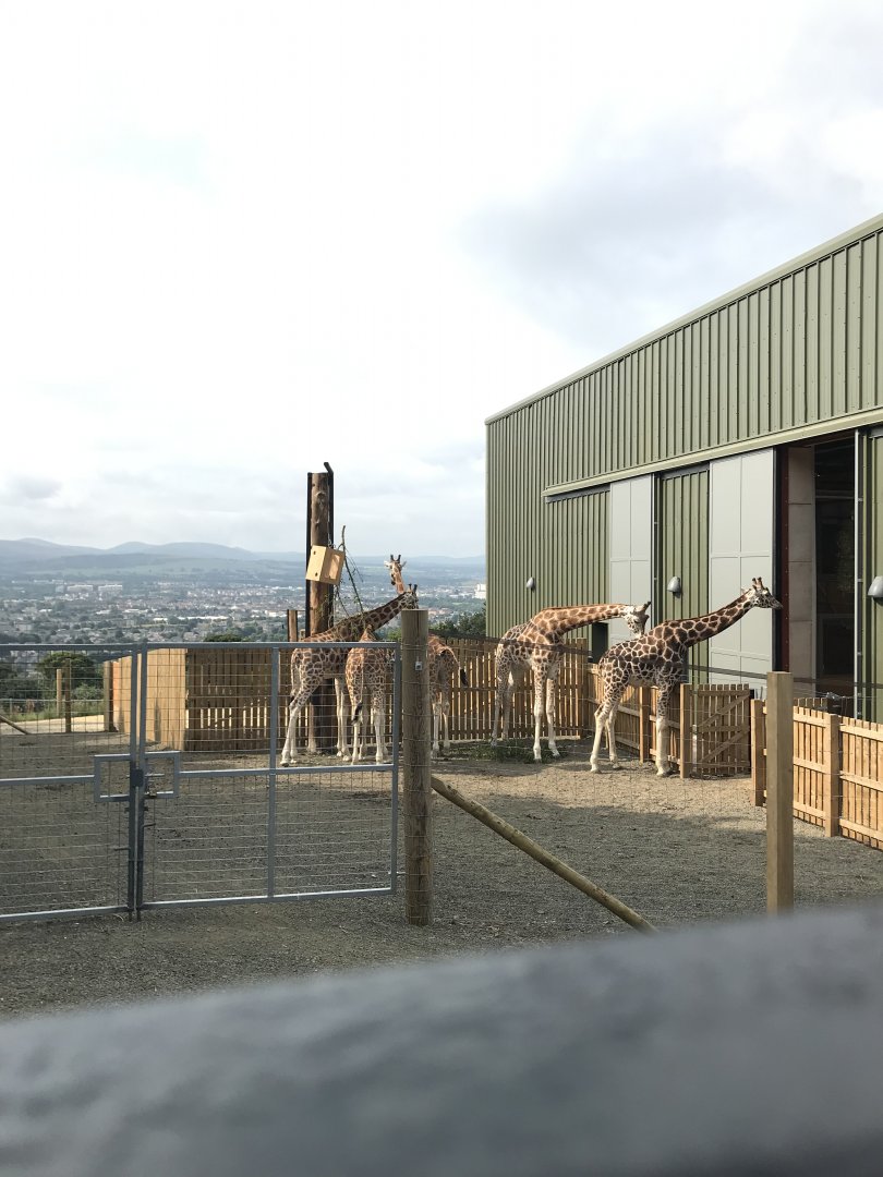 Giraffes