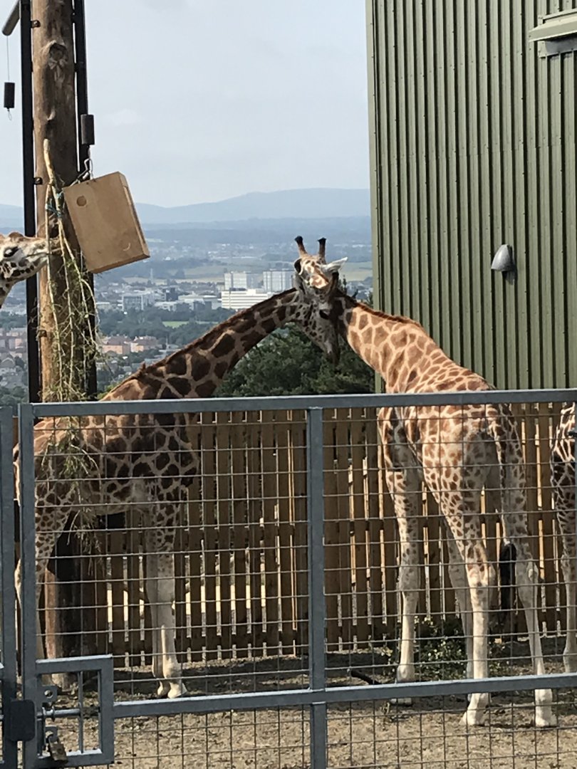 Giraffes