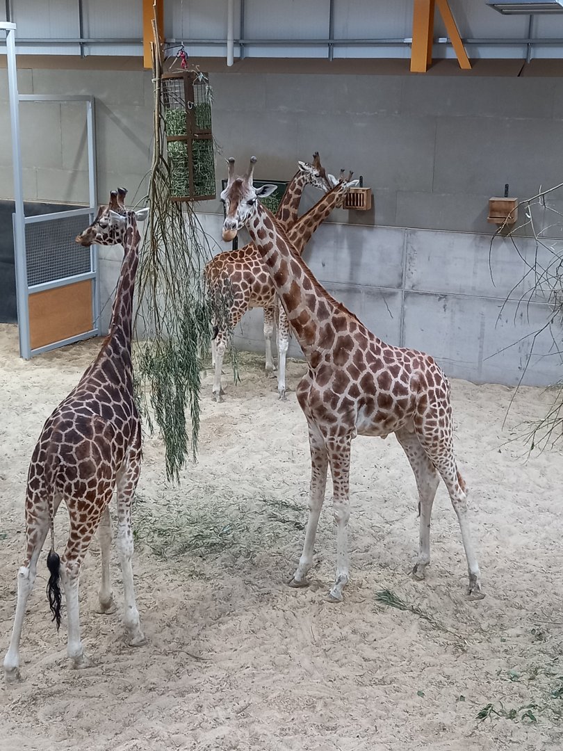 Giraffes