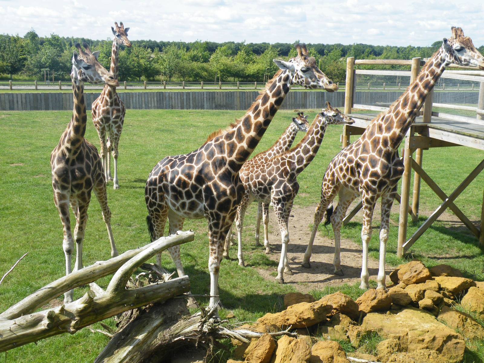 Giraffes