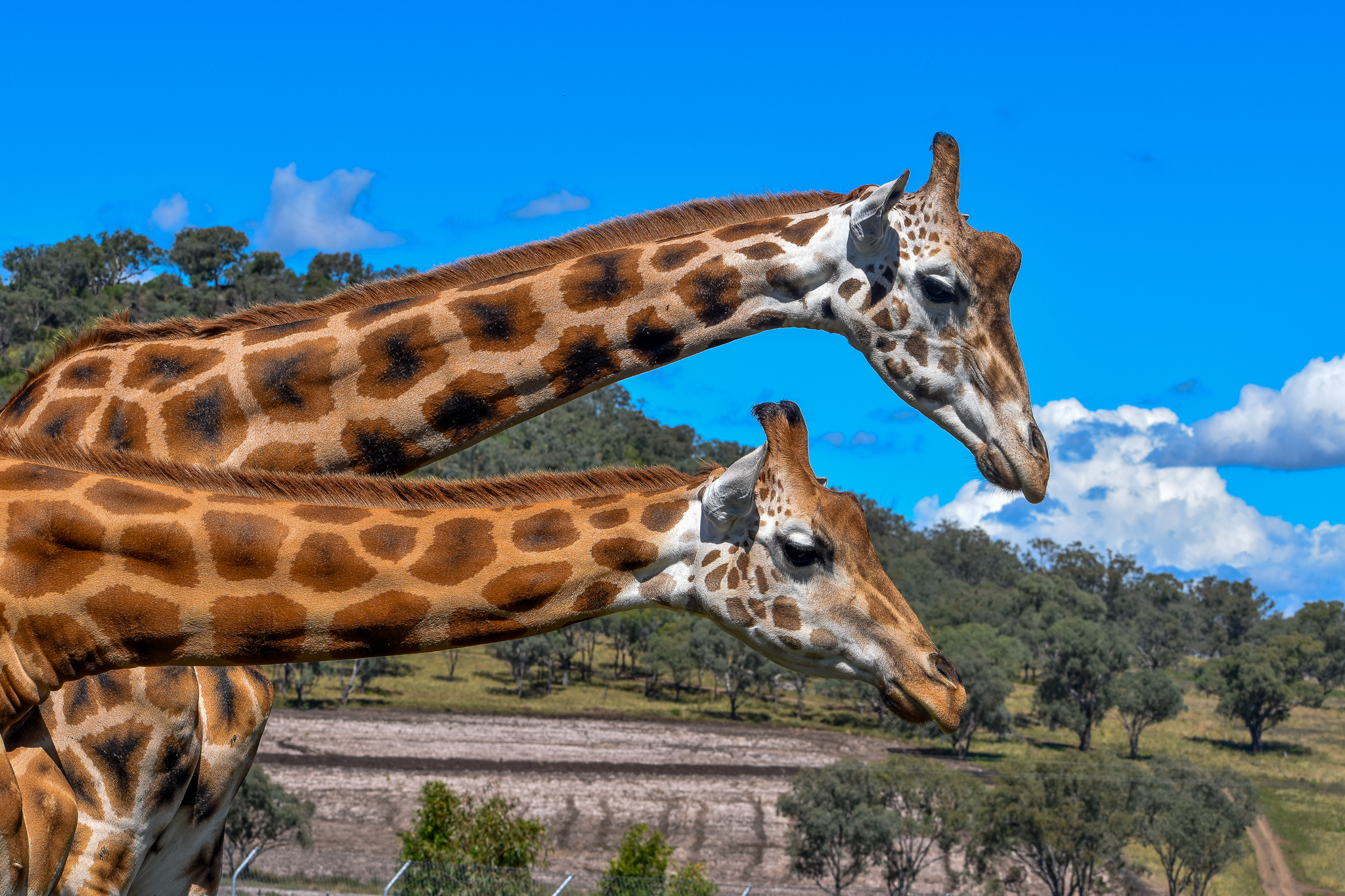 Giraffes