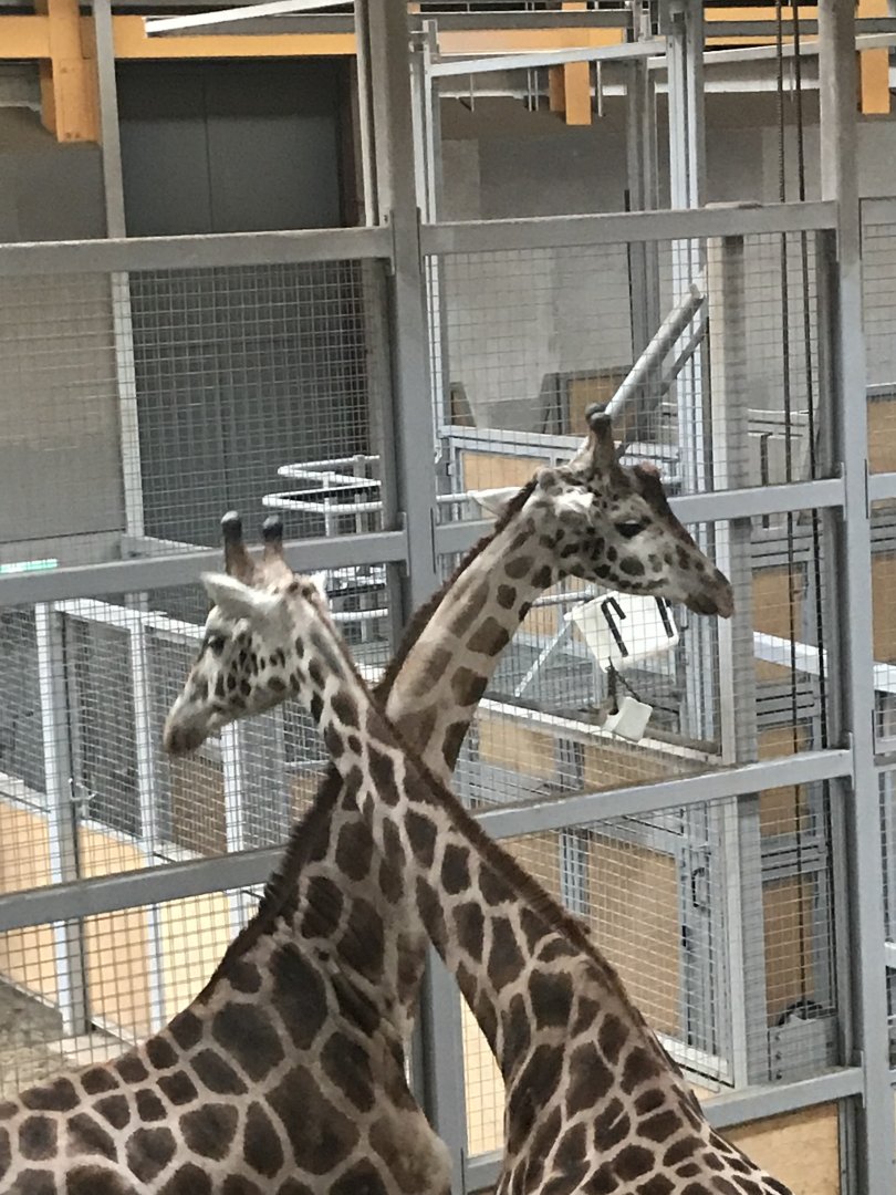 Giraffes