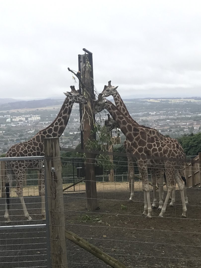 Giraffes