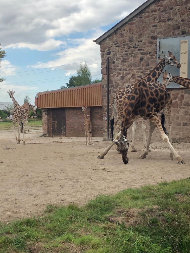 Giraffes