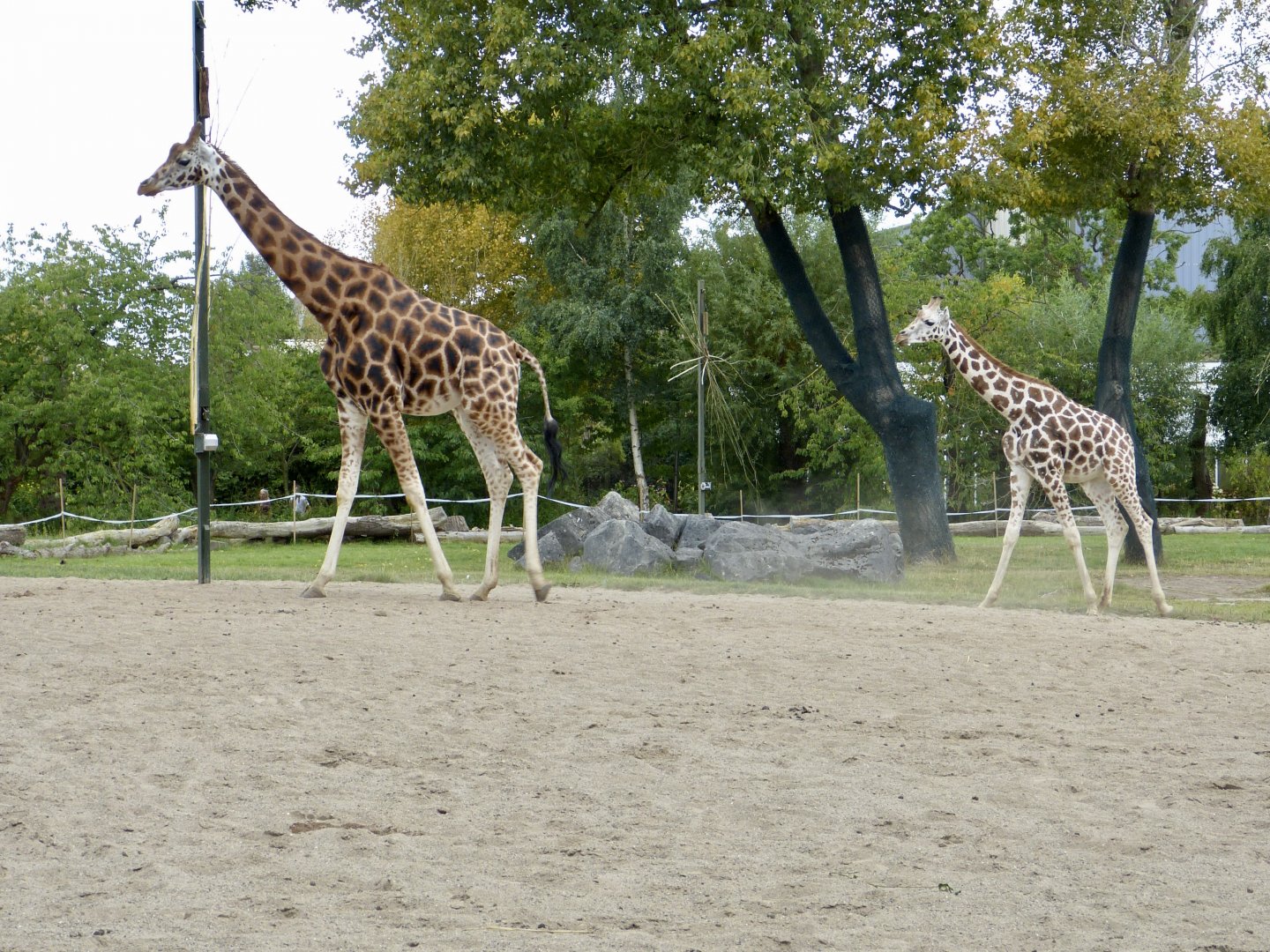 Giraffes