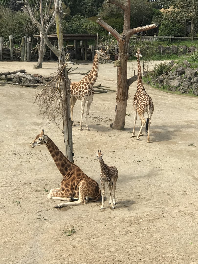 Giraffes