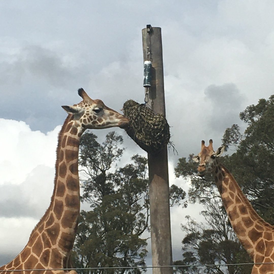 Giraffes