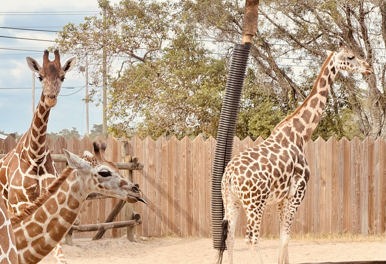 Giraffes