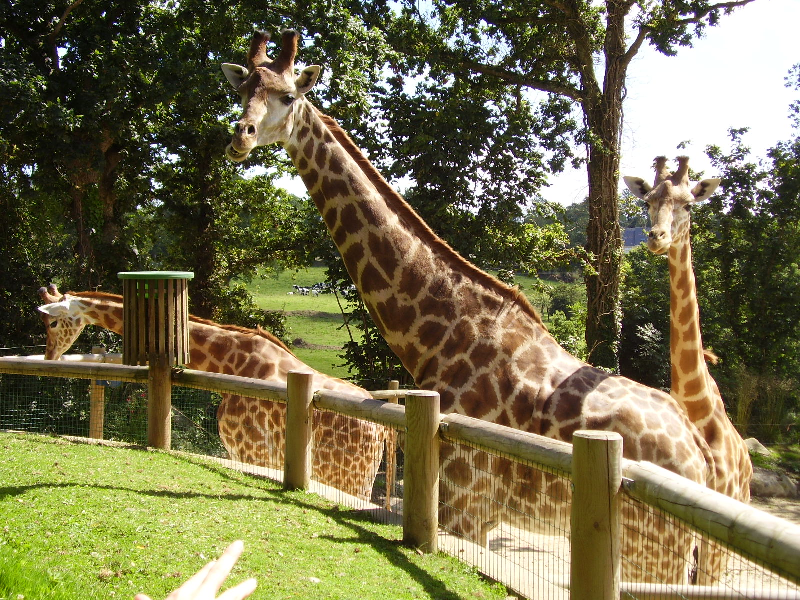 Giraffes