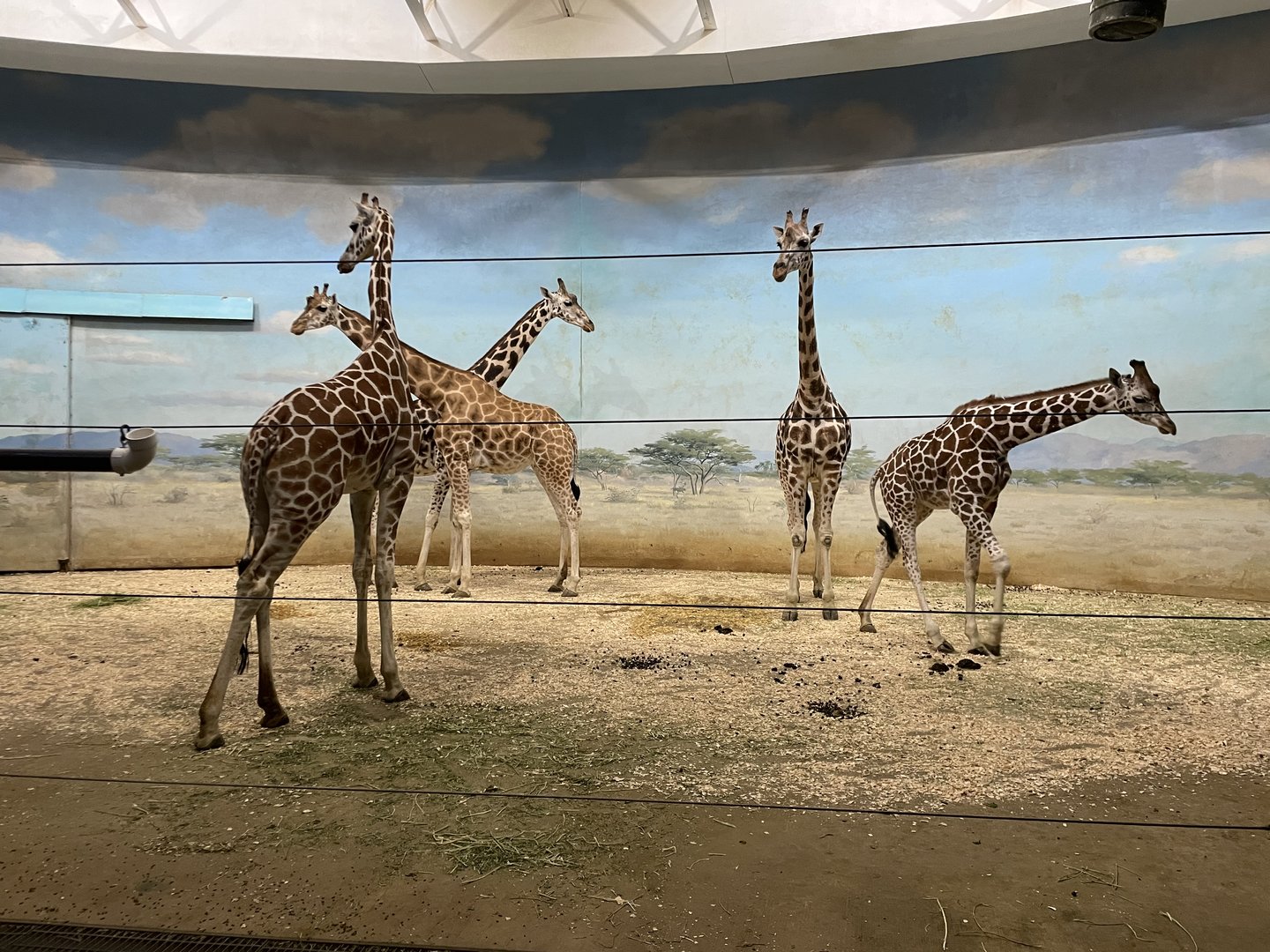 Giraffes