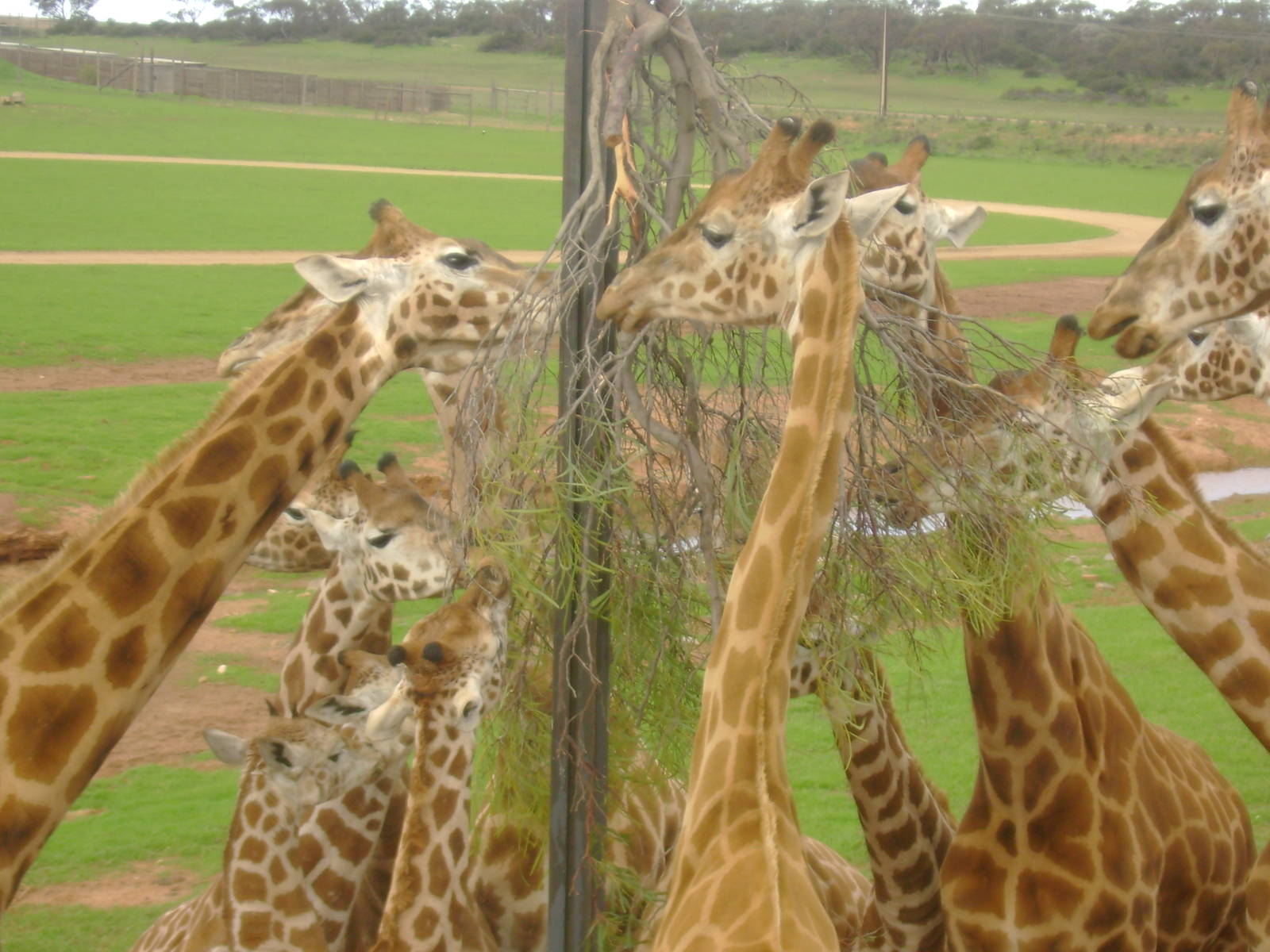 Giraffes