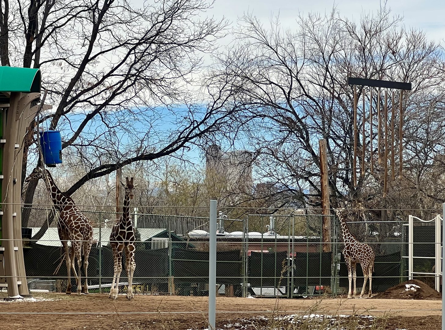 Giraffes