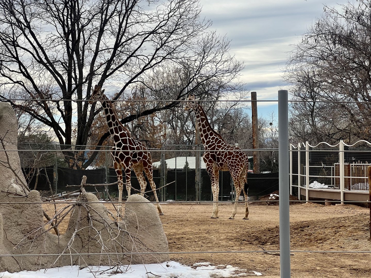 Giraffes