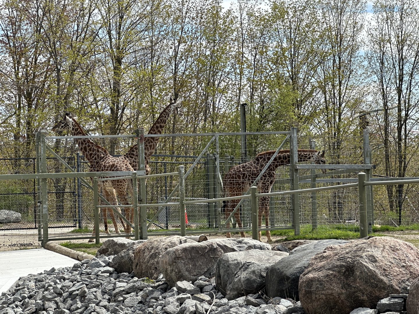 Giraffes