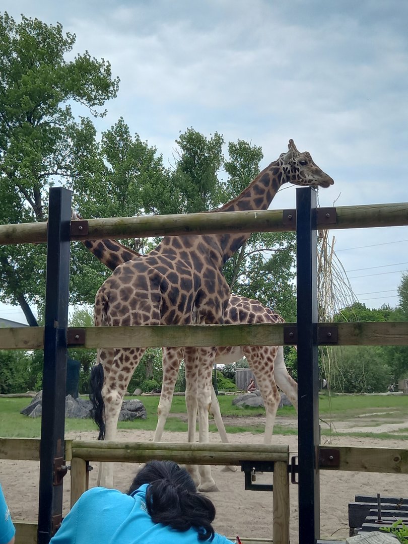 Giraffes