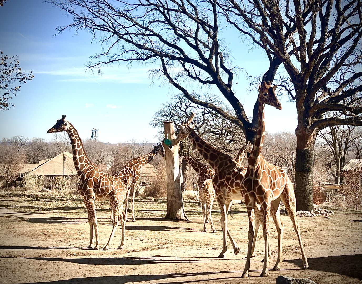 Giraffes