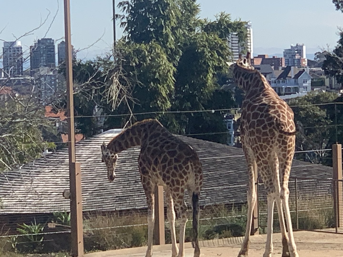 Giraffes