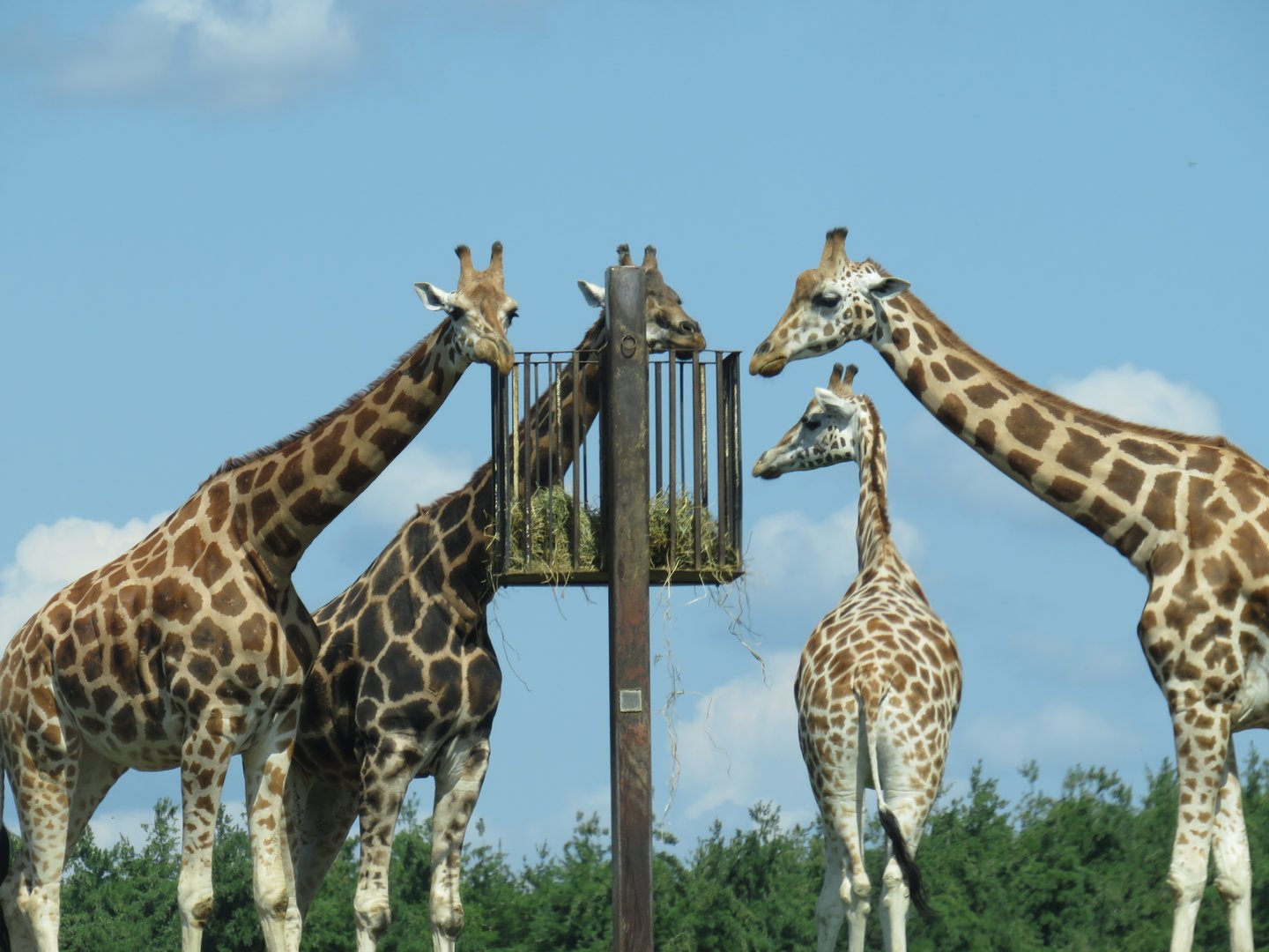 Giraffes