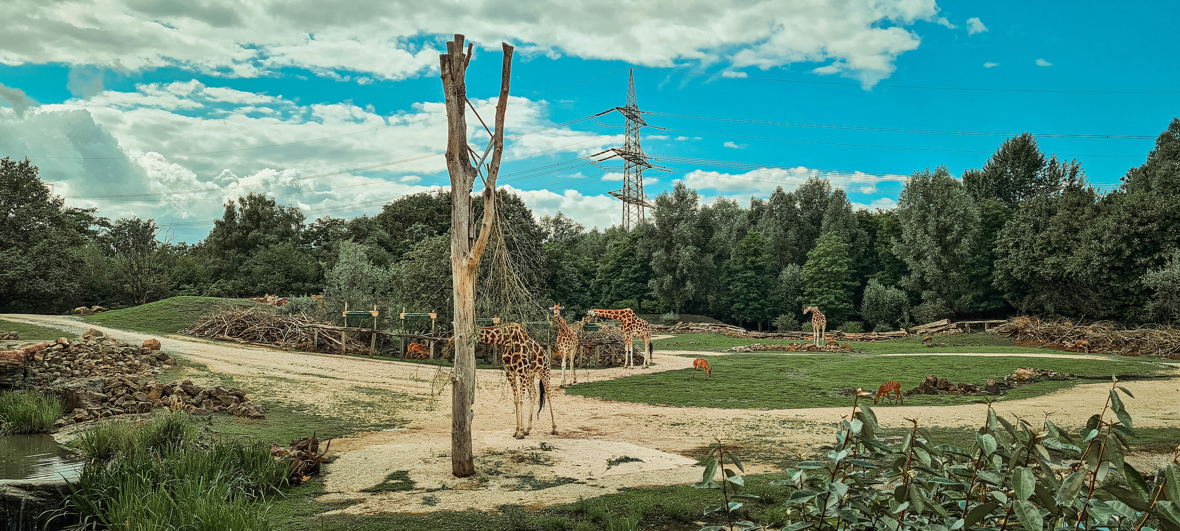 Giraffes
