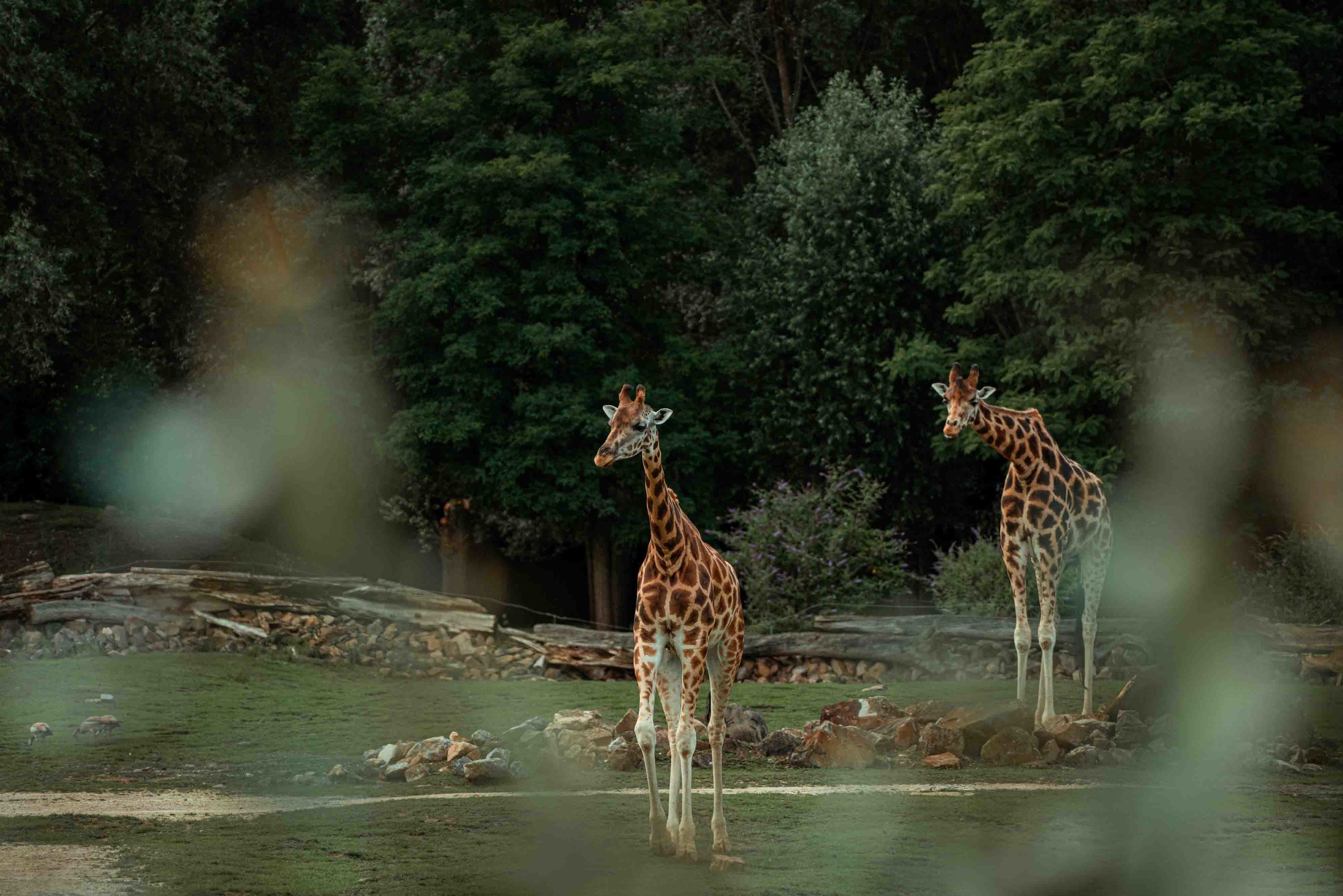Giraffes