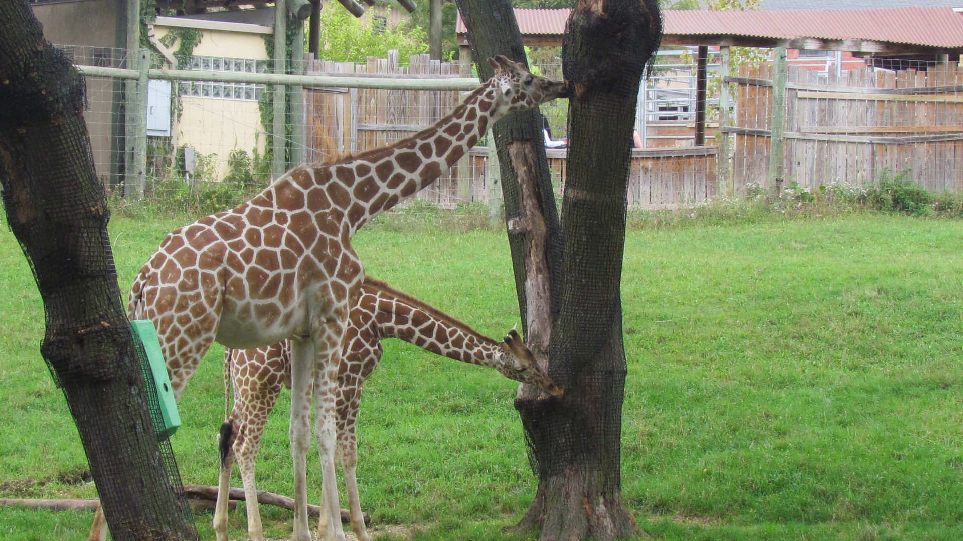 Giraffes