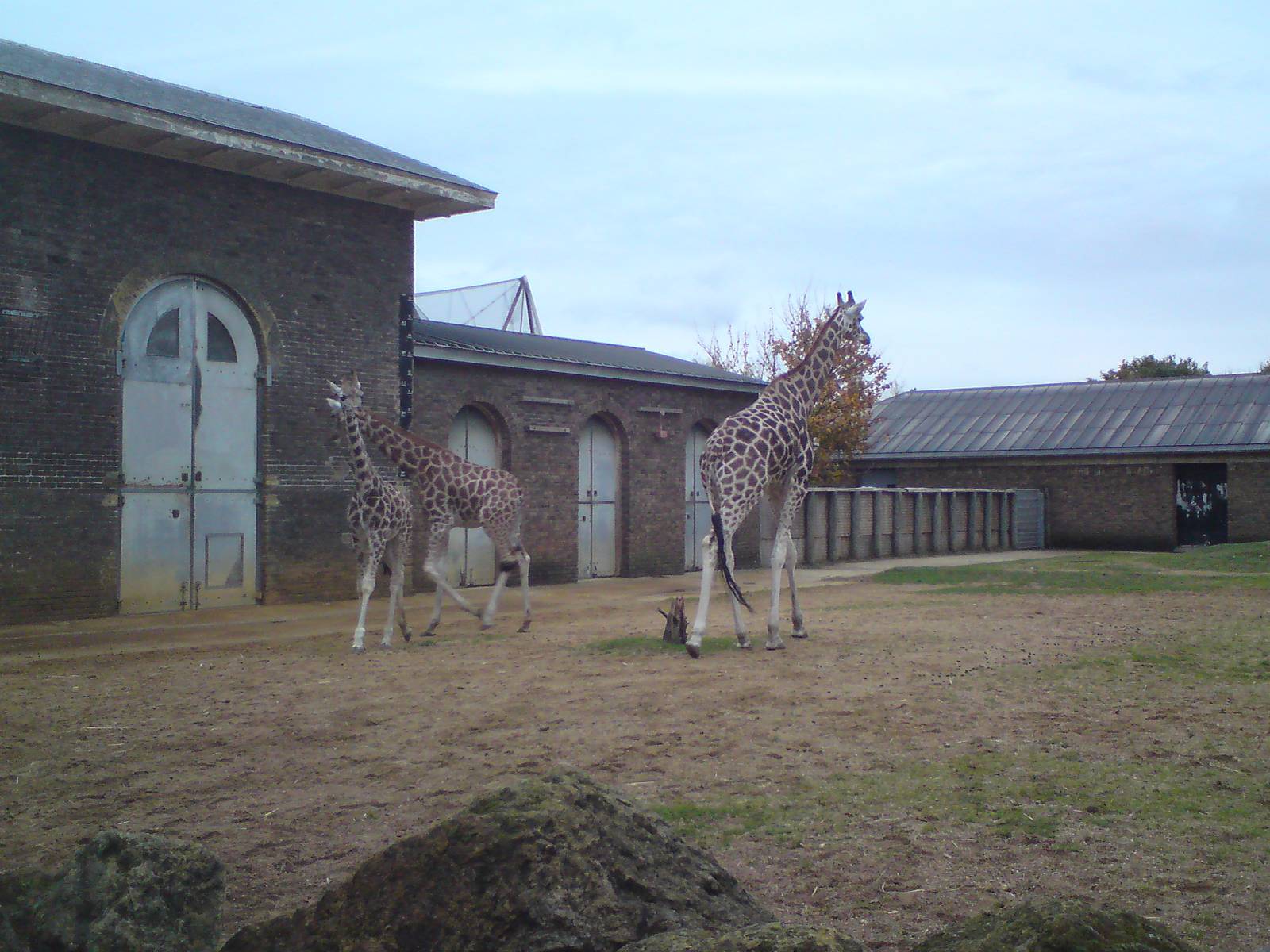 Giraffes