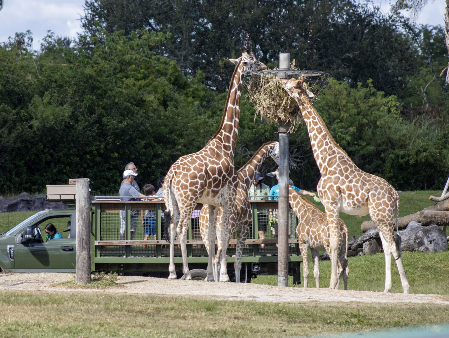 Giraffes