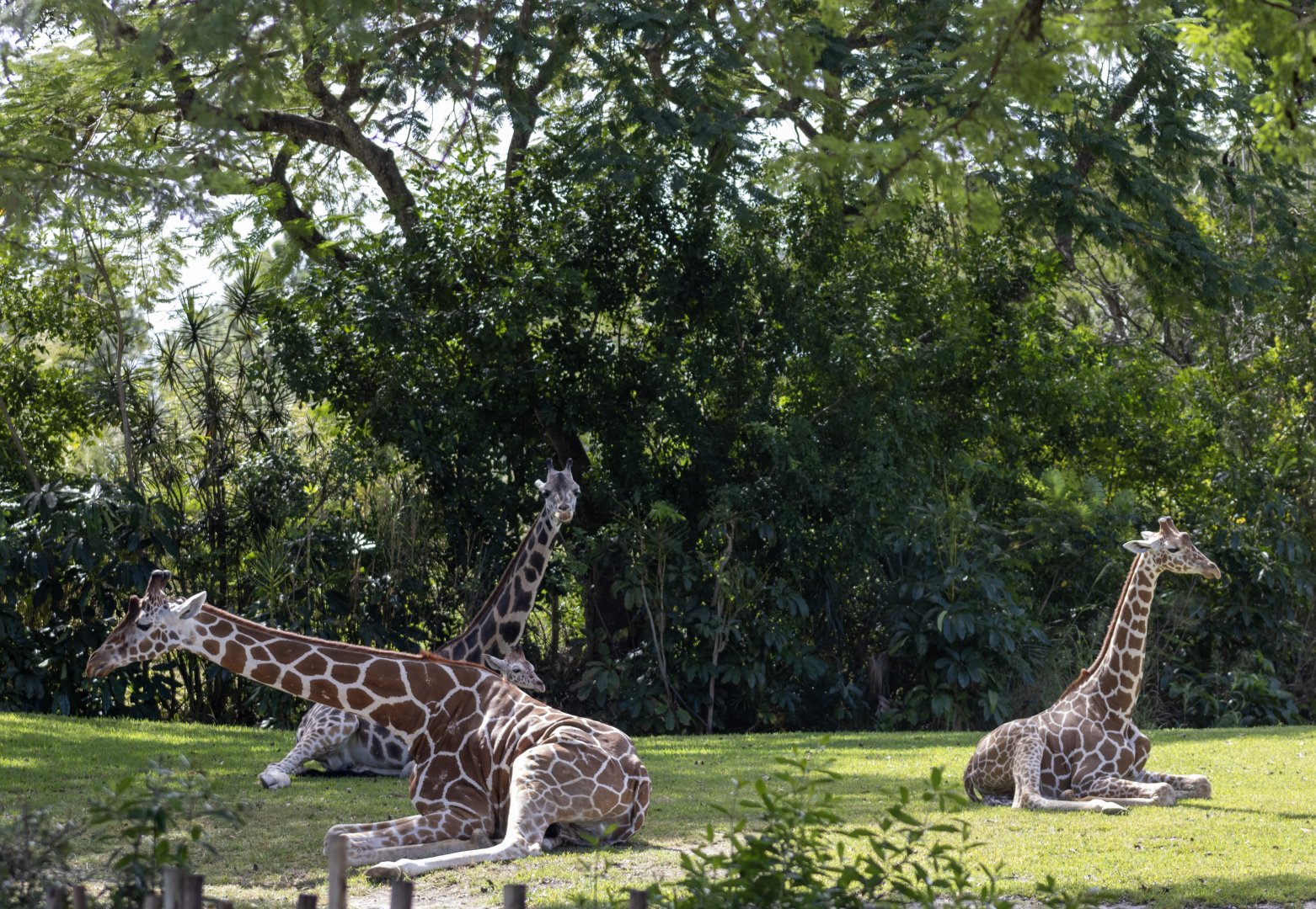Giraffes