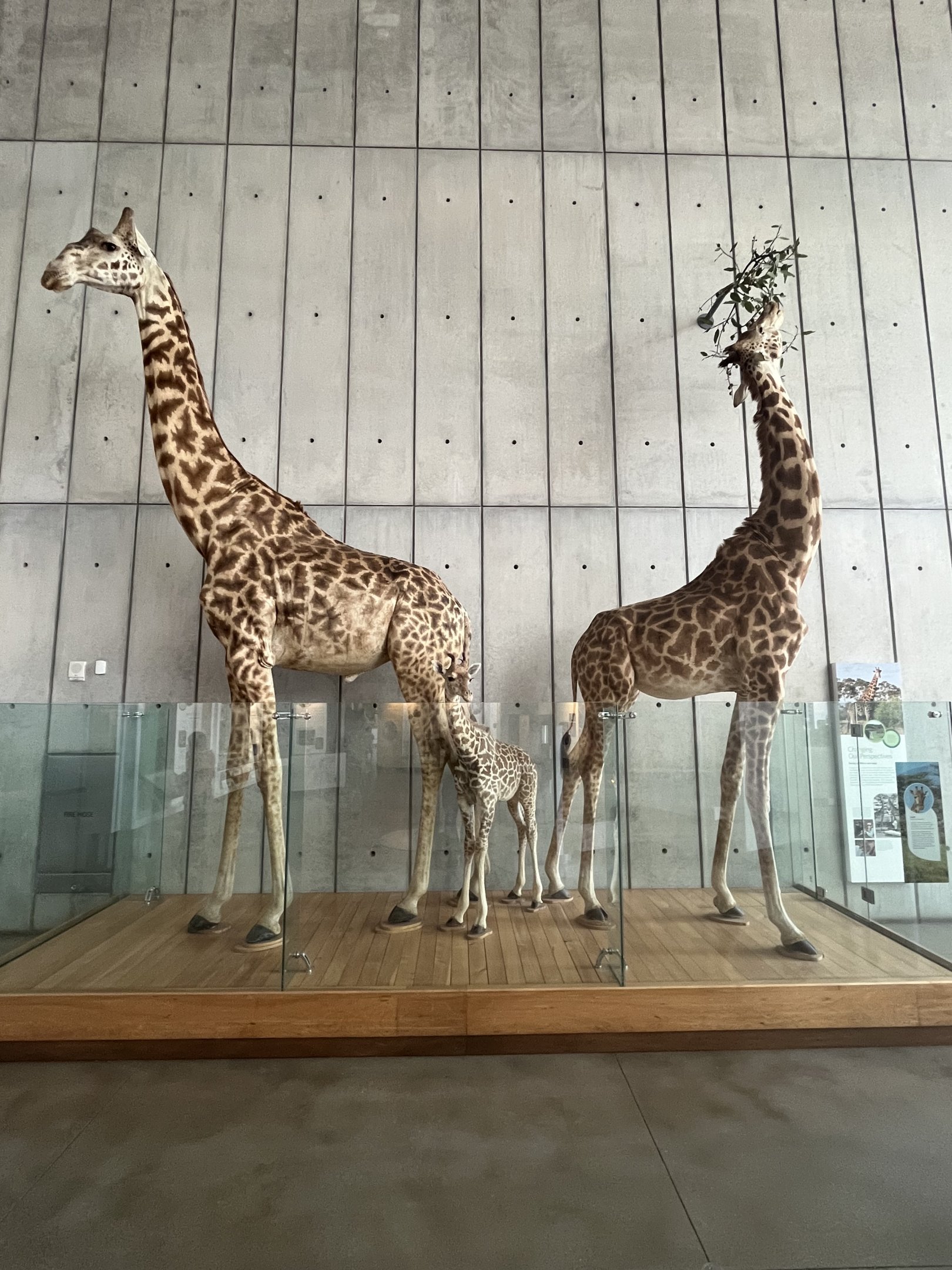 Giraffes