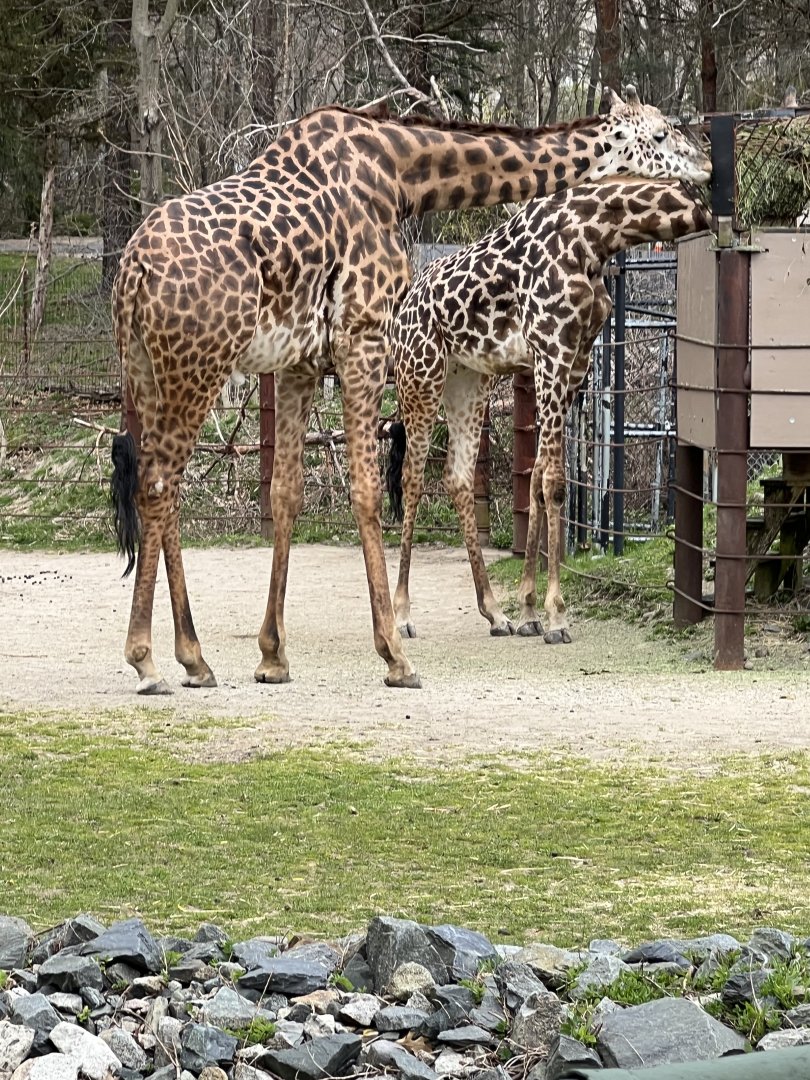 Giraffes