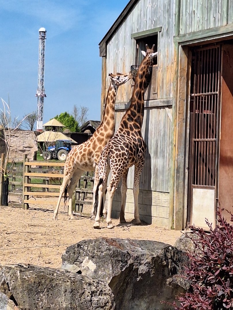 Giraffes