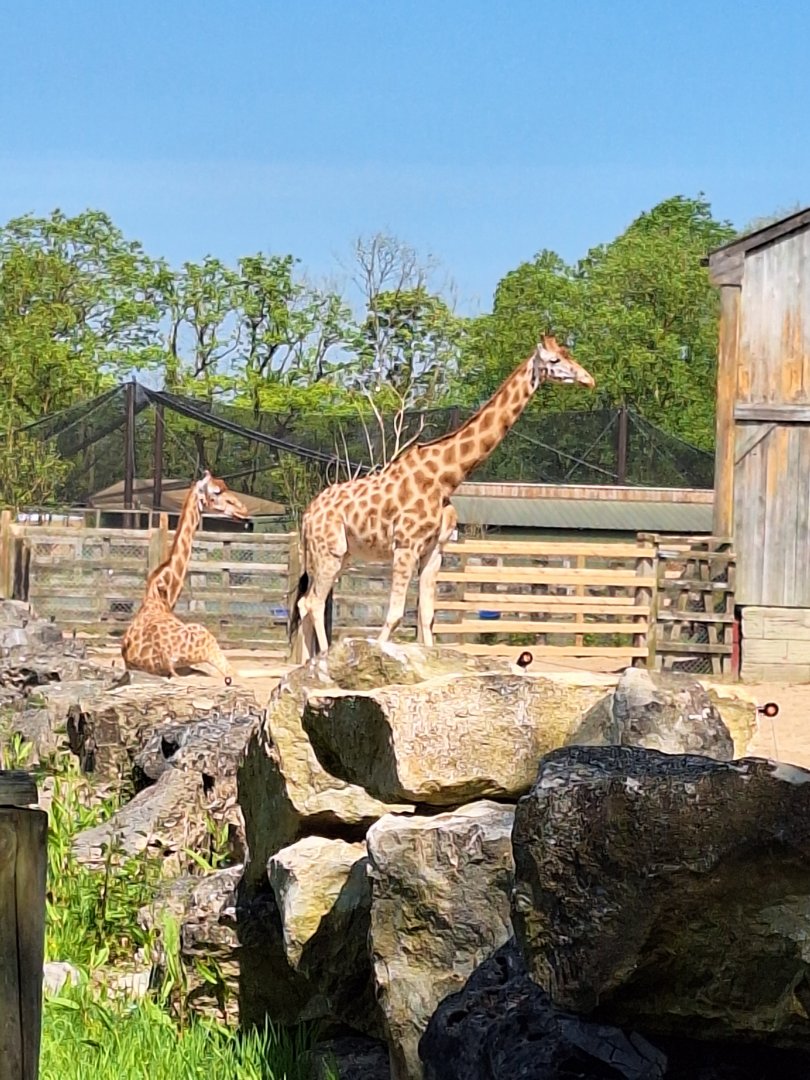 Giraffes