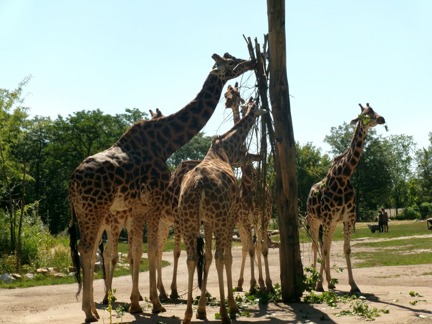 Giraffes