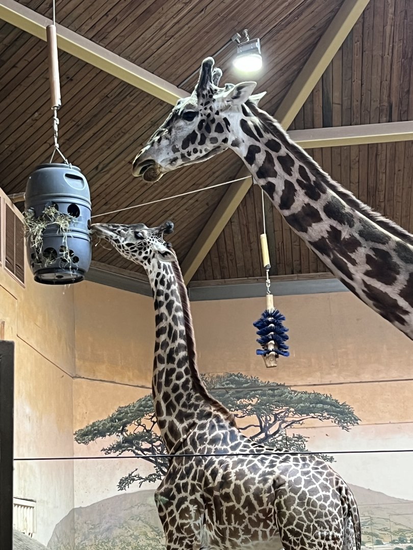 Giraffes