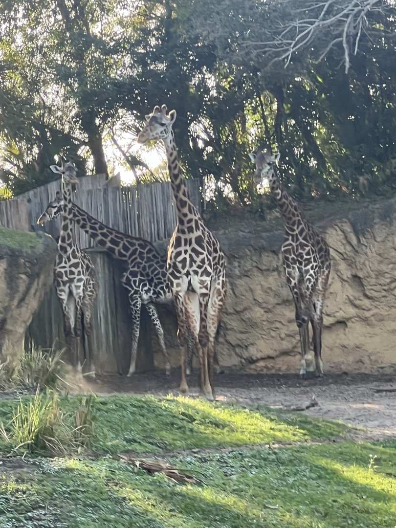 Giraffes