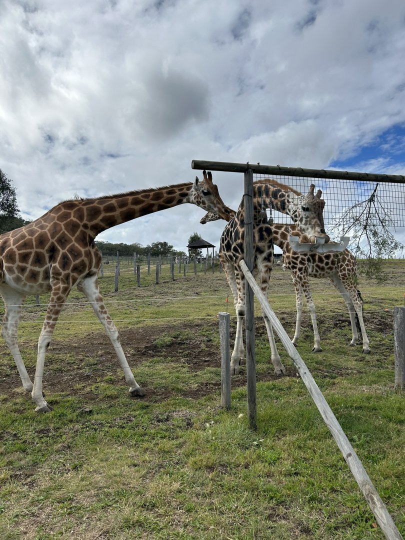 Giraffes