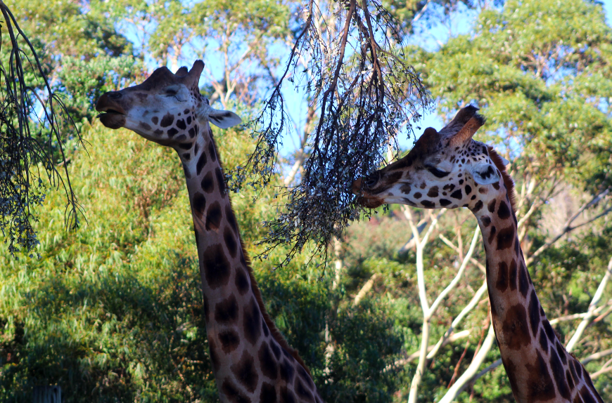 Giraffes